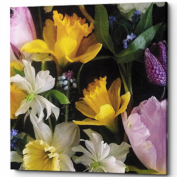 ������� �Daffodie� (�����, ���������� �������)
