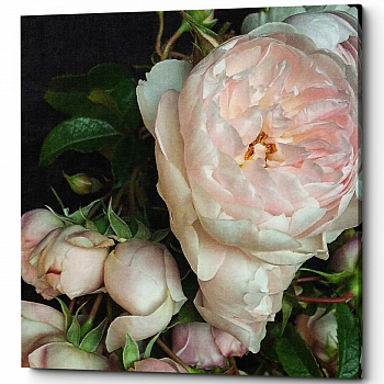������� �Cloud Rose� (�����, ���������� �������)