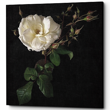 ������� �Blanc de Blanc�