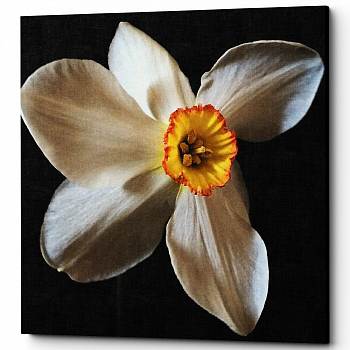 ������� �Spring White� (�����, ���������� �������)