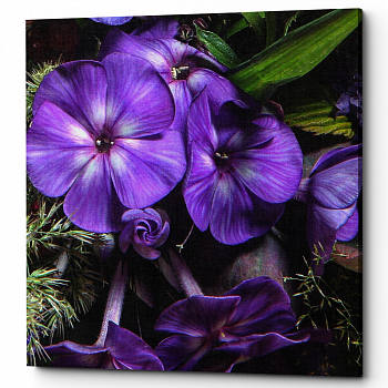 ������� �Ultra Violet� (�����, ���������� �������)