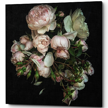 ������� �Pink Mist� (�����, ���������� �������)