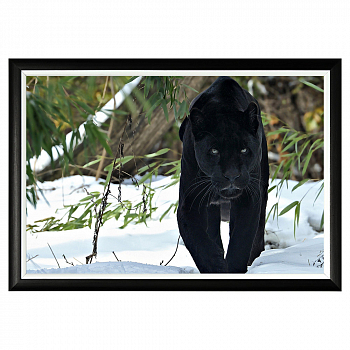 ���-������ �������