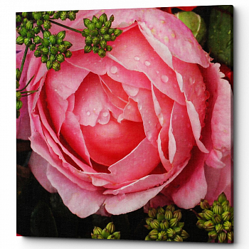 ������� �Rose Rose� (�����, ���������� �������)