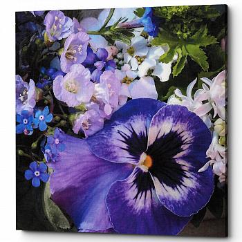 ������� �Aster Purple� (�����, ���������� �������)