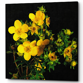 ������� �Spectra Yellow� (�����, ���������� �������)