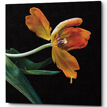 ������� �Marigold� (�����, ���������� �������)