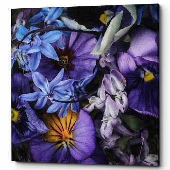 ������� �Dahlia Purple� (�����, ���������� �������)