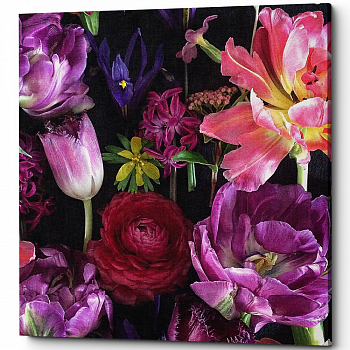 ������� �Purple� (�����, ���������� �������)