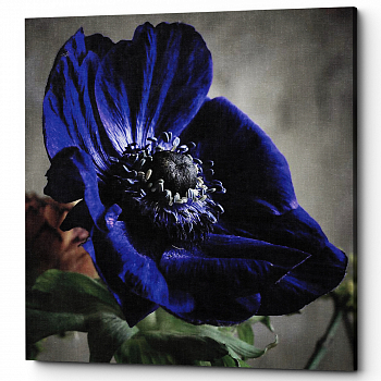 ������� �Indigo� (�����, ���������� �������)