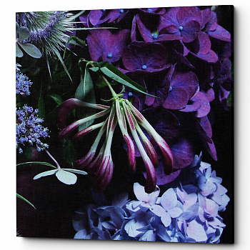 ������� �Royal Lilac� (�����, ���������� �������)